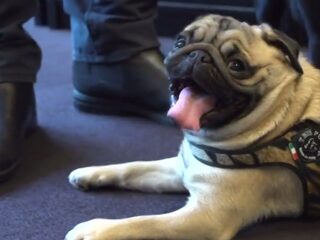 Gijs knuffelt met mopshondjes