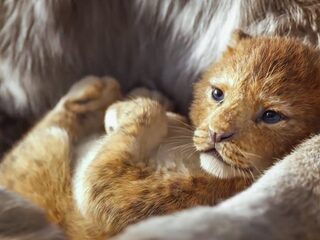 Beyoncé zingt klassieker Elton John in teaser The Lion King