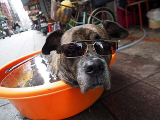 Zo zorg je goed voor je huisdieren met deze hitte