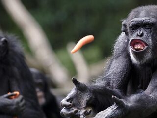 Worden dieren ook ongesteld?