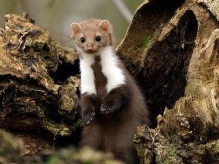 Bioloog Luc Hoogenstein telde al 438 dier- en plantensoorten in zijn tuin