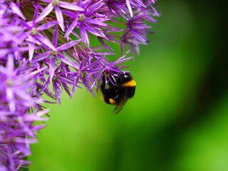 Bevrucht heel Nederland met Staatszaad!