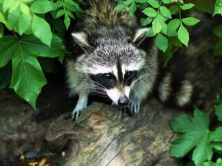 Wat moeten we in Nederland met de wasbeer?