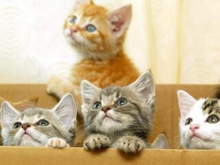 Dodelijke kattenziekte in Nederland: hoe herken je het?