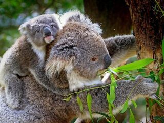 Vandaag start een ludieke koala noodhulpactie