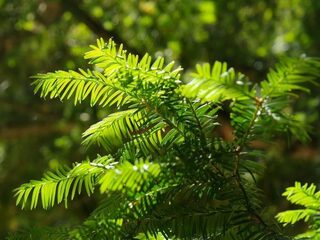 Taxustakken over? Je kunt er kankerpatiënten mee helpen!