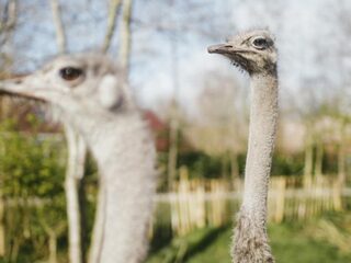 Jan-Willem Start Op eerste radioshow met een adoptiedier