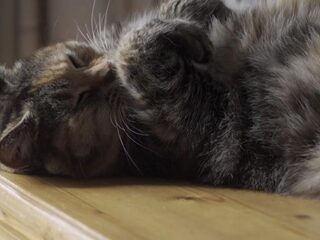 Vermiste poes Vlekje na vier jaar terug dankzij tv-serie