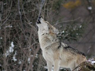 Morgen een wolven special in Jan-Willem Start Op!