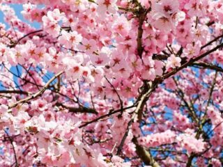 Planning week 13 (23 maart t/m 29 maart 2020)