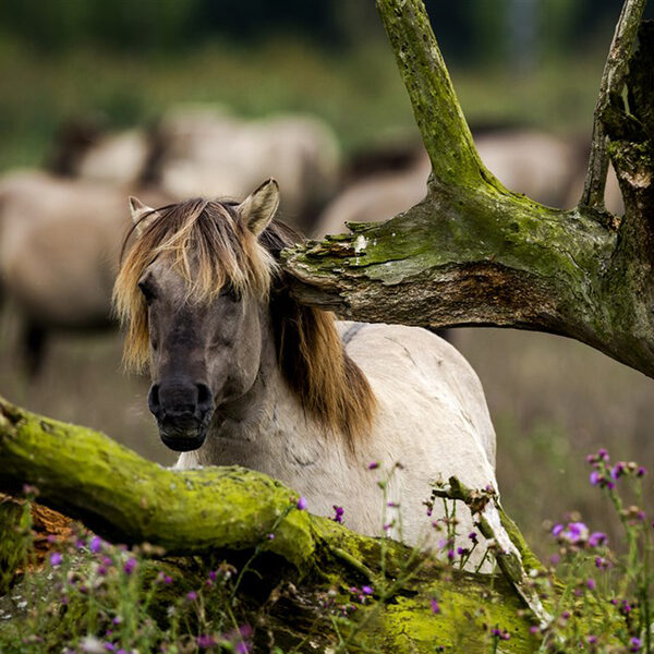 Kijktip: De Nieuwe Wildernis met muziek van Bob Zimmerman