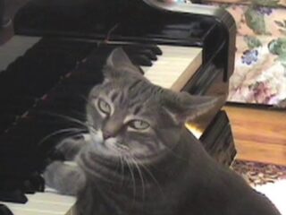 Moet je zien: CATcerto voor pianospelende kat en orkest