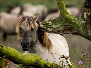 Kijktip: De Nieuwe Wildernis met muziek van Bob Zimmerman
