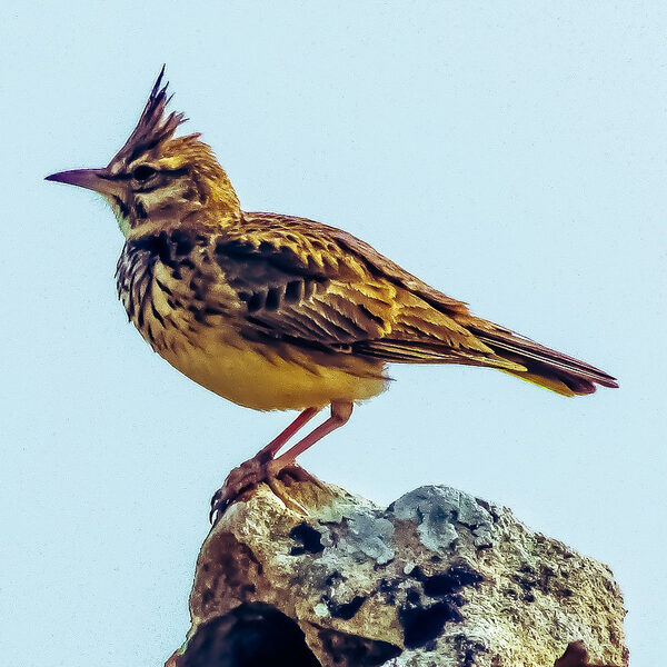 Topstukken: The lark ascending