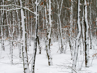 Topstukken: Winterreise van Schubert
