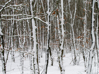 Topstukken: Winterreise van Schubert