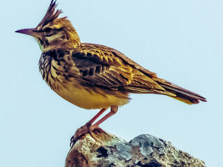 Topstukken: The lark ascending