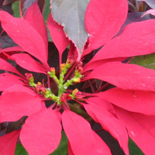 Kerst met de Vijfde van Mahler