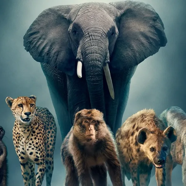 Deze muziek hoor je in 'Dynasties II' van BBC Earth