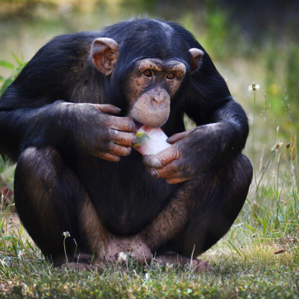Drummende chimpansees blijken ritmegevoel te hebben