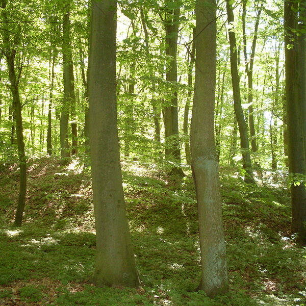 Bach-bos wordt aangeplant