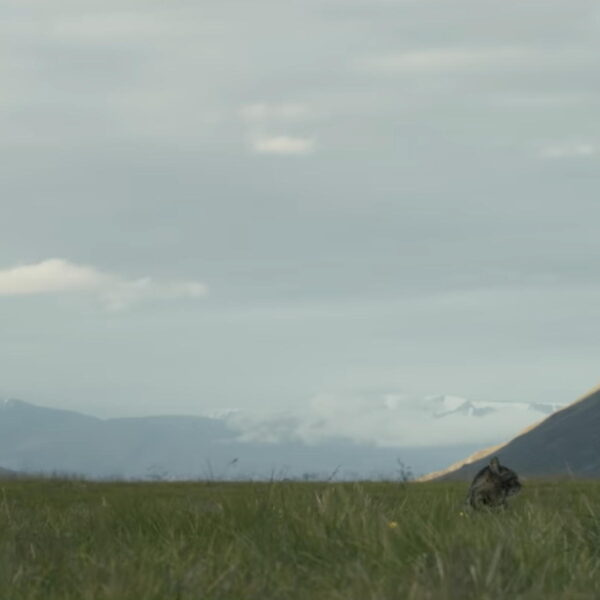 Vrije Geluiden: IJslandse scores