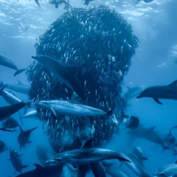 Deze muziek van Steven Price hoor je in de documentaire 'Ocean with David Attenborough'