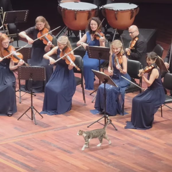 Kattenkwaad op het podium in poezenstad Istanbul