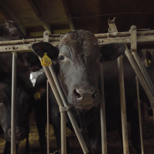 Het effect van muziek op dieren