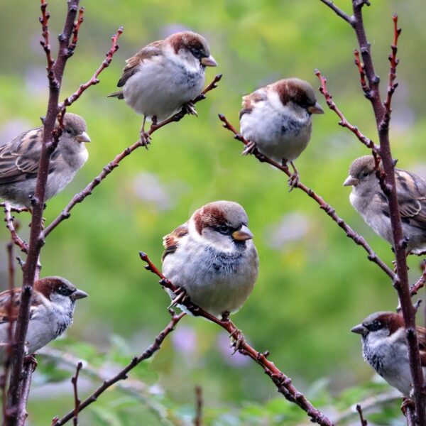 Zen in één minuut: Anna Fedorova speelt Rachmaninov