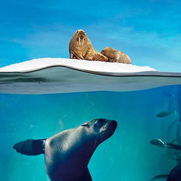 Kippenvel: Hans Zimmers soundtrack voor BBC's Blue Planet II