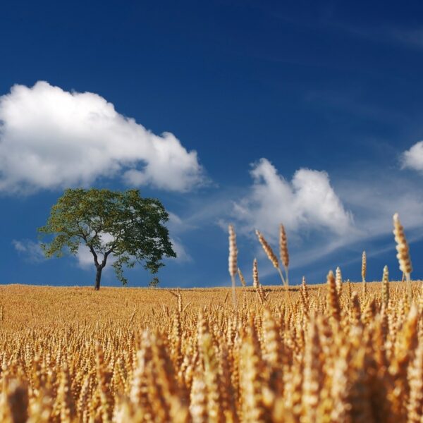 De Avond van de Nieuwe Oogst