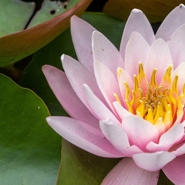 Klassiek voor altijd