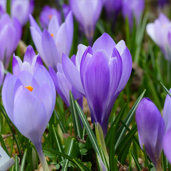 Topstukken: De vier jaargetijden van Vivaldi