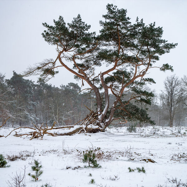Winter Wonderland met Tsjaikovski, Vivaldi, Grieg en Bach