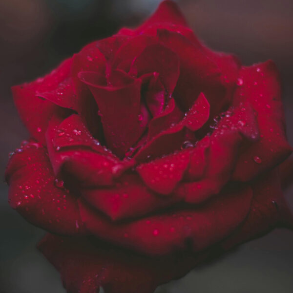 Topstukken: Stabat Mater van Pergolesi