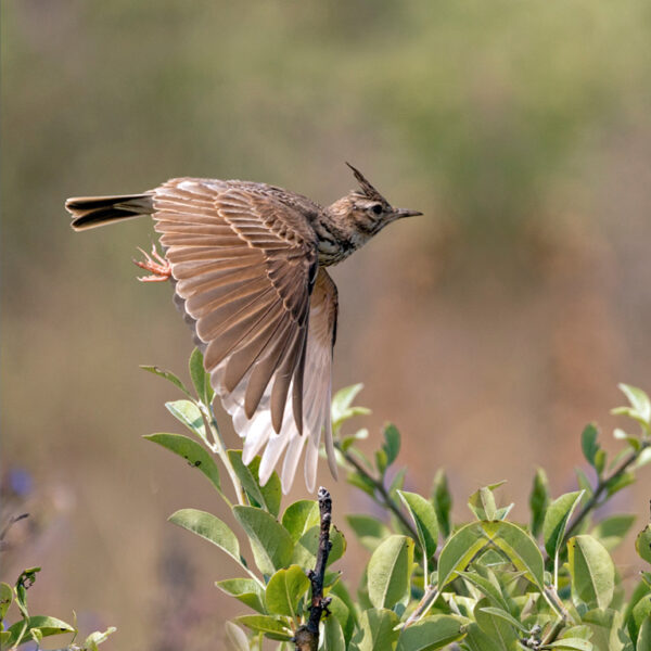 Topstukken: The lark ascending