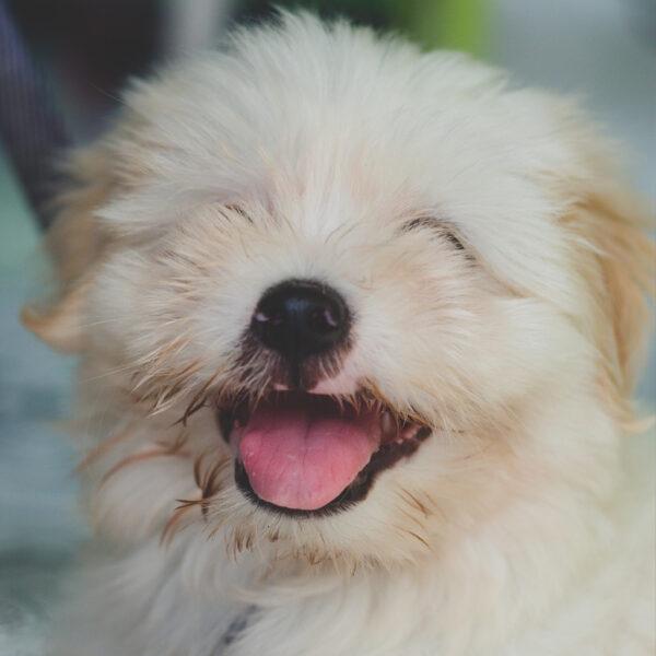 Huisdieren kalmeren door klassieke muziek