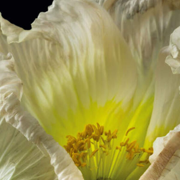 Monteverdi - Il quarto libro de madrigali