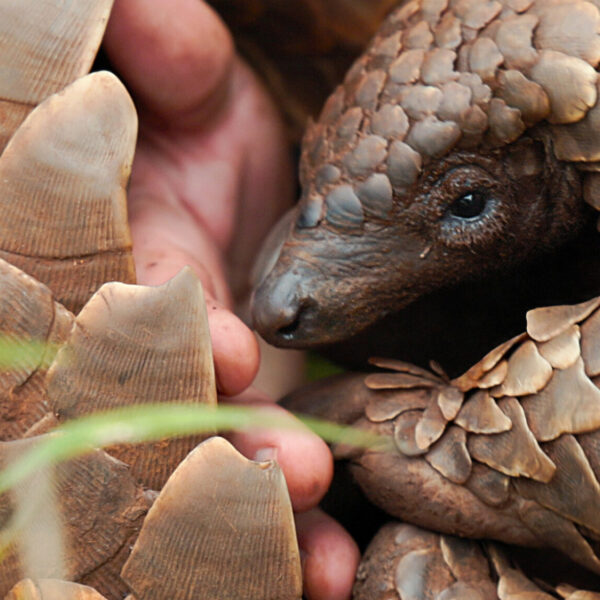 Documentaire 'Pangolin: Kulu's Journey' krijgt muziek van Anne Nikitin