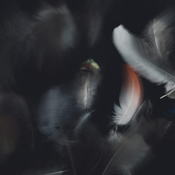 Combattimento, La Théorie du Cygne Noir