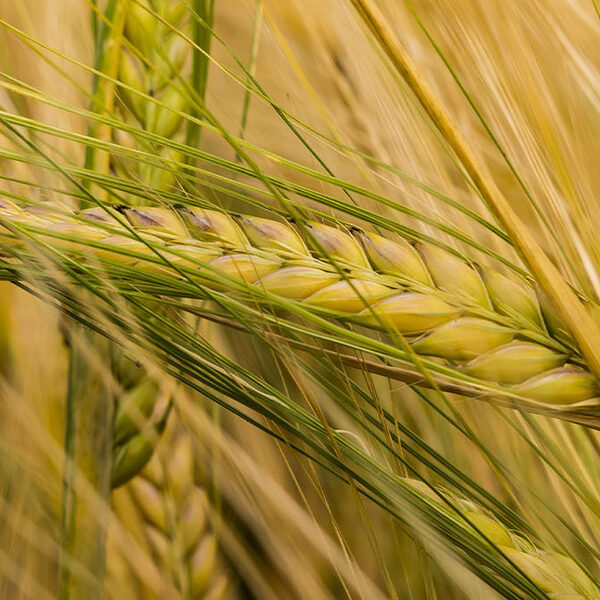 Zen in één minuut: Hawijch Elders speelt Bach