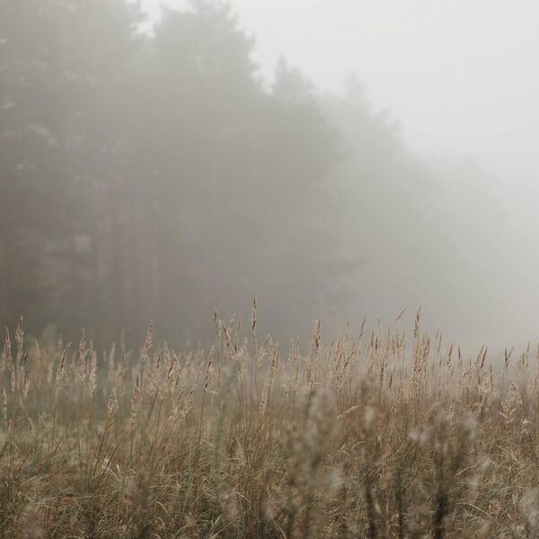 Daniël Belinfante - Kwartet