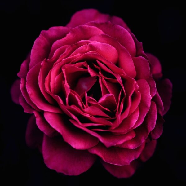 Roos vernoemd naar "Für Elise" bloeit