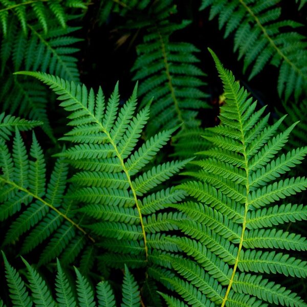 Utrechts Requiem 2022