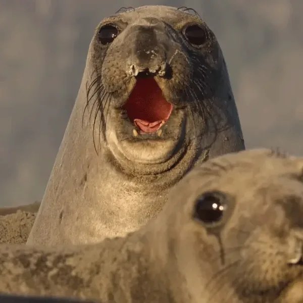 Deze muziek van Harry Gregson-Williams hoor je in de National Geographic documentaireserie 'Underdogs'