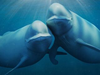 Ho-Ling Tang maakt de muziek bij natuurdocu 'Our Oceans'