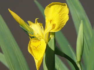 B(l)oeiend slot van een vroeg-zomers weekend