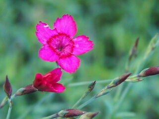 Tiedeljoho en anders niet...