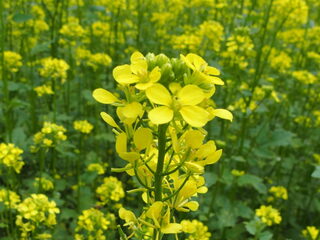 Vrije Geluiden in het pinksterweekend